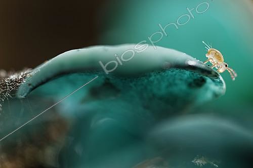 Biosphoto | 2621414 | Collembole sur champignon Pézize turquoise, Forêt de Chevinay, Rhône, France | &copy; Philippe Lebeaux / Biosphoto