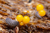 Biosphoto | 2621429 | Collemboles (Neanura muscorum) se nourrissant de myxomycètes orange, Parc national des Cévennes, France | &copy; Philippe Lebeaux / Biosphoto