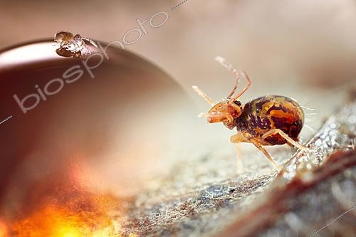 Biosphoto | 2621387 | Collemboles, photomontage, Rhône, France | &copy; Philippe Lebeaux / Biosphoto