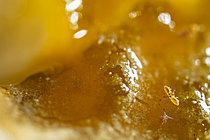 Biosphoto | 2621413 | Collemboles (Sminthurides aquaticus), parade, accouplement, Parc national des Cévennes, France | &copy; Philippe Lebeaux / Biosphoto