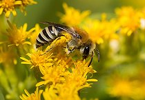 Biosphoto | 2453753 | Collète (Colletes daviesanus) femelle récoltant le pollen sur fleurs de solidage (Solidago canadensis) Parc naturel régional des Vosges du Nord, France | &copy; Michel Rauch / Biosphoto