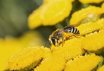 Biosphoto | 2411933 | Collète (Colletes daviesanus) sur Tanaisie, abeilles solitaires, Parc naturel régional des Vosges du Nord, France | &copy; Michel Rauch / Biosphoto