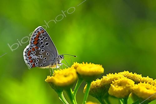 Biosphoto | 2621137 | Collier-de-corail ou Argus brun (Aricia agestis) sur fleurs, prairie humide bordant la Meurthe, Azerailles, Lorraine, France | &copy; Stéphane Vitzthum / Biosphoto
