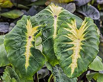 Biosphoto | 2546742 | Colocase 'Hot Lava', Colocasia esculenta 'Hot Lava', variété ornementale de colocase à feuillage panaché | &copy; Jean-Michel Groult / Biosphoto