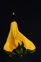 Biosphoto | 1233386 | Colocynth on black background in studio | &copy; Claude Thouvenin / Biosphoto