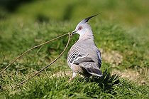 Biosphoto | 1252570 | Colombine longup tenant une brindille dans l'herbe | &copy; Thierry Van Baelinghem / Biosphoto