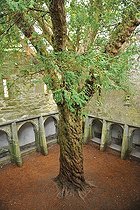 Biosphoto | 2583193 | Colonial yew in a cloister, monumental tree | &copy; Robin Fourré / Biosphoto