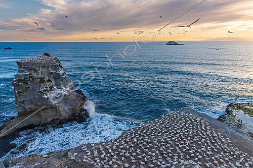 Biosphoto | 2628173 | Colonie de fous australs (Morus serrator) au soleil couchant, nichant à Muriwai Beach, île du Nord, Nouvelle-Zélande | &copy; Evelyne Boyard / Biosphoto