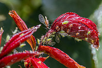 Biosphoto | 2608225 | Colonie de Pucerons du Rosier (Macrosiphum rosae) sur des jeunes feuilles de Rosier d'ornement (Rosa sp.), Hautes-Alpes, France. L'une des femelles ailées est en train de donner naissance à un clone parthénogénétique | &copy; Marie Aymerez / Biosphoto