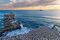 Biosphoto | 2628173 | Colony of Australasian gannets (Morus serrator) at sunset, nesting at Muriwai Beach, North Island, New Zealand. | &copy; Evelyne Boyard / Biosphoto