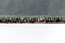 Biosphoto | 2609323 | Colony of Great Cormorants (Phalacrocorax carbo) on a sandbank near Cosne-Cours-sur-Loire, Nièvre, France | &copy; Pierre Vernay / Biosphoto