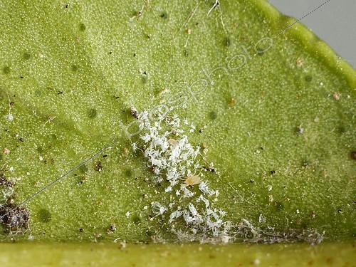 Biosphoto | 2172367 | Colony of mites under a lemon tree leaf, with many moults and some eggs. | &copy; Jean Lecomte / Biosphoto