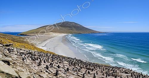 Biosphoto | 2626293 | Colony of Rockhopper Penguin (Eudyptes chrysocome), subspecies Eudyptes chrysocome chrysocome. Other names are Southern Rockhopper and Western Rockhopper Penguin. South America, Falkland Islands, Saunders Island, January | &copy; Martin Zwick / Biosphoto