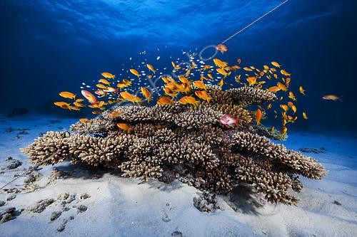 Biosphoto | 2091142 | Colony of Sea Goldies (Pseudanthias squamipinnis) near its coral head, Mayotte, Indian Ocean | &copy; Gabriel Barathieu / Biosphoto