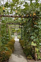 Biosphoto | 1250626 | Coloquintes 'Petite poire bicolor' dans un jardin potager | &copy; NouN / Biosphoto
