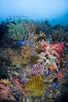 Biosphoto | 979424 | Colorful Coral Reef, Cabilao Island, Visayas Islands, Philippines | &copy; Ethan Daniels / WaterFrame / Biosphoto