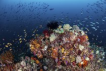 Biosphoto | 2549510 | Colorful coral reef in Raja Ampat, Indonesia. | &copy; Brook Peterson / Stocktrek Images / Biosphoto