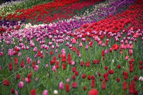 Biosphoto | 329100 | Colorful culture of Tulip Britzer Garden Berlin Germany | &copy; Kerstin Hinze / Biosphoto