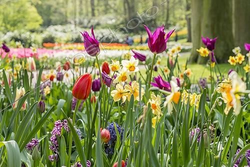Biosphoto | 2285018 | Colorful flowers in a park, spring | &copy; Petra Wallner / imageBROKER / Biosphoto