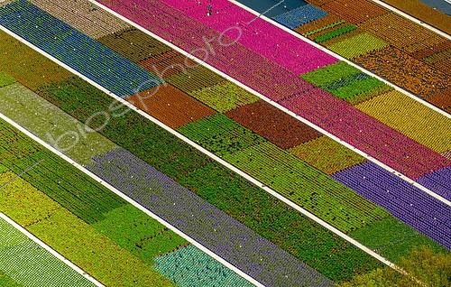 Biosphoto | 2355757 | Colorful potted plants in rows, nursery, garden center, Nordkirchen, Münsterland, North Rhine-Westphalia, Germany, Europe | &copy; Hans Blossey / imageBROKER / Biosphoto