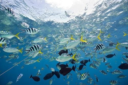 Biosphoto | 754614 | Colorfully schooling Fishes Palau Micronesia | &copy; Reinhard Dirscherl / Biosphoto