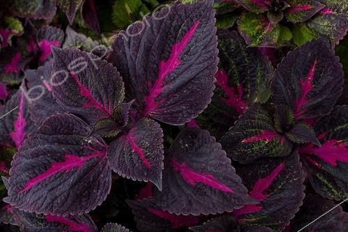 Biosphoto | 1362164 | Colourful foliage of a Coleus in a park Nantes France | &copy; Michel Gunther / Biosphoto