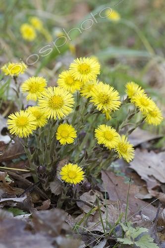 Biosphoto | 2076519 | Coltsfoot (Tussilago farfara) flowers | &copy; Frédéric Tournay / Biosphoto