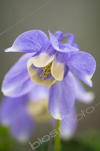 Biosphoto | 2127774 | Columbine, Aquilegia flabellata var pumila Atlantis, Mauve coloured flower growing outdoor. | &copy; Flowerphotos / Biosphoto