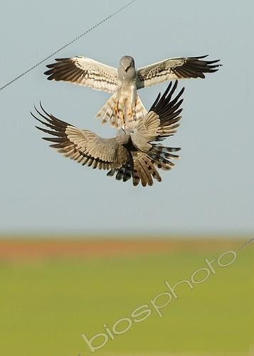Biosphoto | 2008559 | Combat de Busards cendrés en vol - Espagne | &copy; Mario Cea Sanchez / Biosphoto