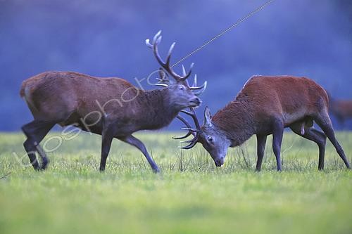 Biosphoto | 2610050 | Combat de Cerf élaphe (Cervus elaphus) durant la période du brame, France | &copy; Christophe Perelle / Biosphoto