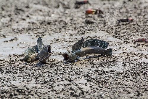 Biosphoto | 1992972 | Combat de Gobies Mutsugoros sur la vase - Ile de Kyushu Japon | &copy; Rémi Masson / Biosphoto