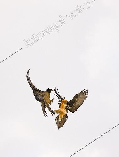 Biosphoto | 1871710 | Combat de Gypaète barbu en vol Montagnes du Simien Ethiopie | &copy; Juan-Carlos Muñoz / Biosphoto