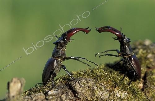 Biosphoto | 23101 | Combat de Lucanes cerf-volant Bavière Allemagne | &copy; Berndt Fischer / Biosphoto