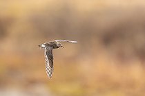 Biosphoto | 2588324 | Combattant varié (Calidris pugnax) femelle adulte en vol au dessus d'un petit lac au milieu de la toundra du Varanger, Norvège. | &copy; Michael Adam / Biosphoto