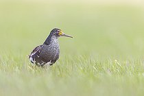 Biosphoto | 2588323 | Combattant varié (Calidris pugnax) mâle adulte en plumage nuptial s'alimentant sur une pelouse de bord de mer dans le Varanger, Norvège. | &copy; Michael Adam / Biosphoto