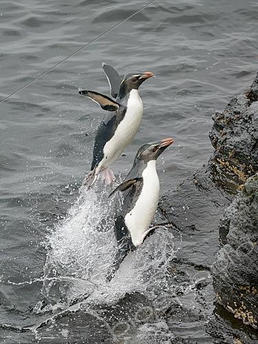 Biosphoto | 2626289 | Coming ashore. Rockhopper Penguin (Eudyptes chrysocome), subspecies Eudyptes chrysocome chrysocome. Other names are Southern Rockhopper and Western Rockhopper Penguin. South America, Falkland Islands, Bleaker Island, January | &copy; Martin Zwick / Biosphoto