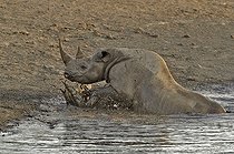 Biosphoto | 2057266 | Coming to drink it Black Rhino who stumbled into a cavity and tipped into the water point trying to escape. | &copy; Michel Bureau / Biosphoto