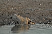 Biosphoto | 2057263 | Coming to drink to the point of water, this Black Rhino stumbles into a cavity and rocking in the water. | &copy; Michel Bureau / Biosphoto