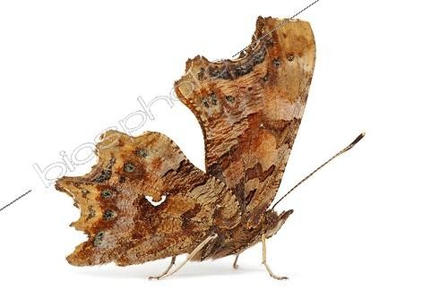 Biosphoto | 1987973 | Comma Butterfly | &copy; Michel Gunther / Biosphoto