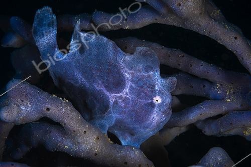 Biosphoto | 2425203 | Commerson's frogfish (Antennarius commerson) on the lookout in a sponges. Mayotte | &copy; Gabriel Barathieu / Biosphoto