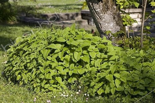 Biosphoto | 455791 | Common balm and trunk in April France | &copy; NouN / Biosphoto