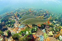 Biosphoto | 2628038 | Common barbel (Barbus barbus) swimming upstream in the Cher River against a backdrop of rocks and sand, Loir-et-Cher, France. | &copy; Bruno Guénard / Biosphoto