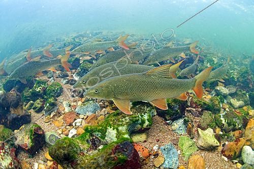 Biosphoto | 2628038 | Common barbel (Barbus barbus) swimming upstream in the Cher River against a backdrop of rocks and sand, Loir-et-Cher, France. | &copy; Bruno Guénard / Biosphoto