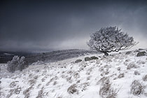 Biosphoto | 2628337 | Common beech (Fagus sylvatica) covered in frost during a snowstorm, Cévennes, France. | &copy; Philippe Lebeaux / Biosphoto