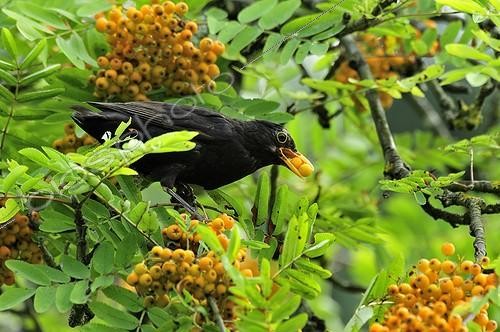 Biosphoto | 614533 | Common Blackbird taking fruits of sorb in its beak  | &copy; Pierre Vernay / Biosphoto