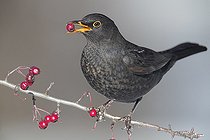 Biosphoto | 2423071 | Common Blackbird (Turdus merula), adult male feeding on Hawthorn berries, Campania, Italy | &copy; Saverio Gatto / Biosphoto