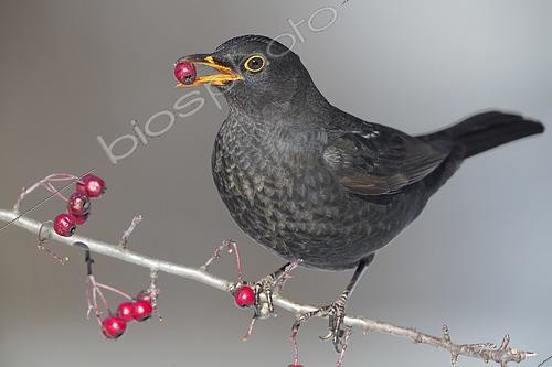 Biosphoto | 2423071 | Common Blackbird (Turdus merula), adult male feeding on Hawthorn berries, Campania, Italy | &copy; Saverio Gatto / Biosphoto