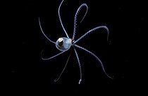 Biosphoto | 37266 | Common Blanket Octopus at sea by night Red Sea Egypt | &copy; Jeffrey Rotman / Biosphoto