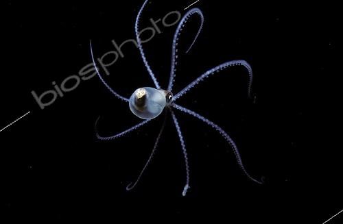 Biosphoto | 37266 | Common Blanket Octopus at sea by night Red Sea Egypt | &copy; Jeffrey Rotman / Biosphoto