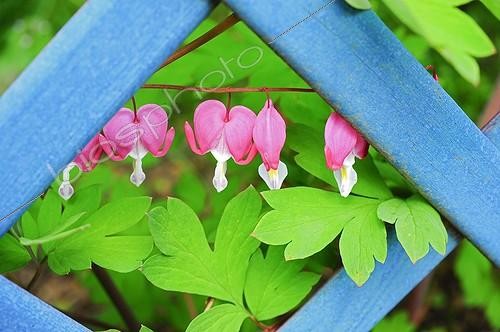 Biosphoto | 910104 | Common bleedinghearts in bloom on a pergola | &copy; Frédéric Didillon / Biosphoto